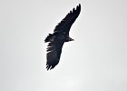 Monniksgier (cinereous vulture) Aegypius monachus - Hustai Nuruu 09-08-2016 (12)